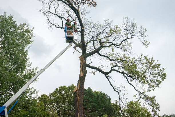 Professional Tree Removal in Twin City, GA