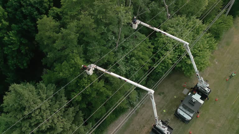 Tree and Shrub Care in Twin City, GA