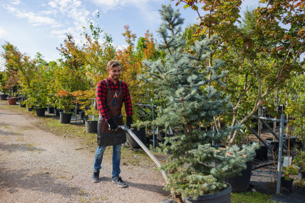 How Our Tree Care Process Works  in  Twin City, GA