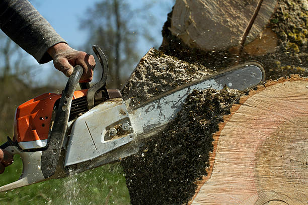 Best Leaf Removal  in Twin City, GA