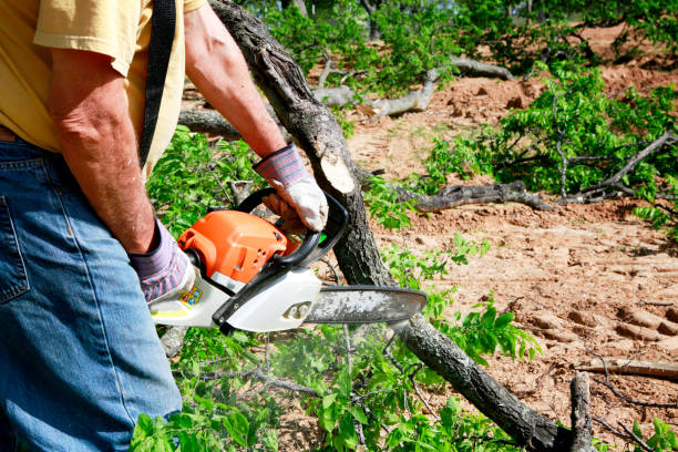 Best Storm Damage Tree Cleanup  in Twin City, GA